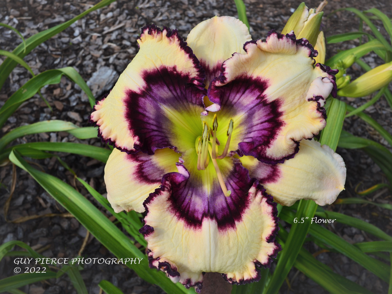 Blueberry Burst, Daylily