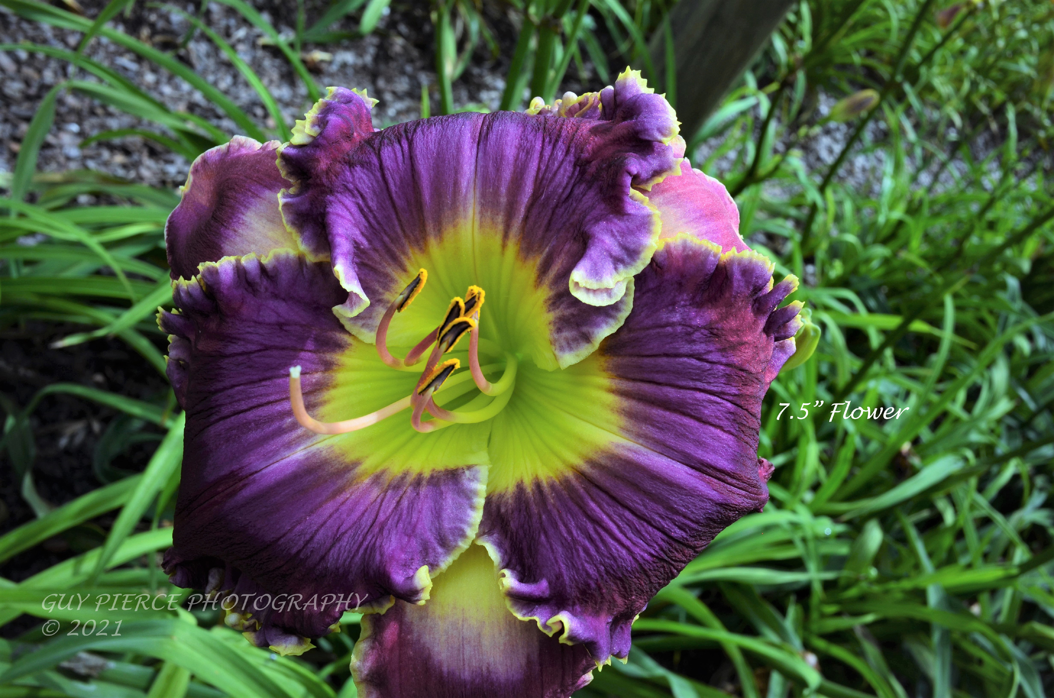 Bluemoon Bouquet, Daylily