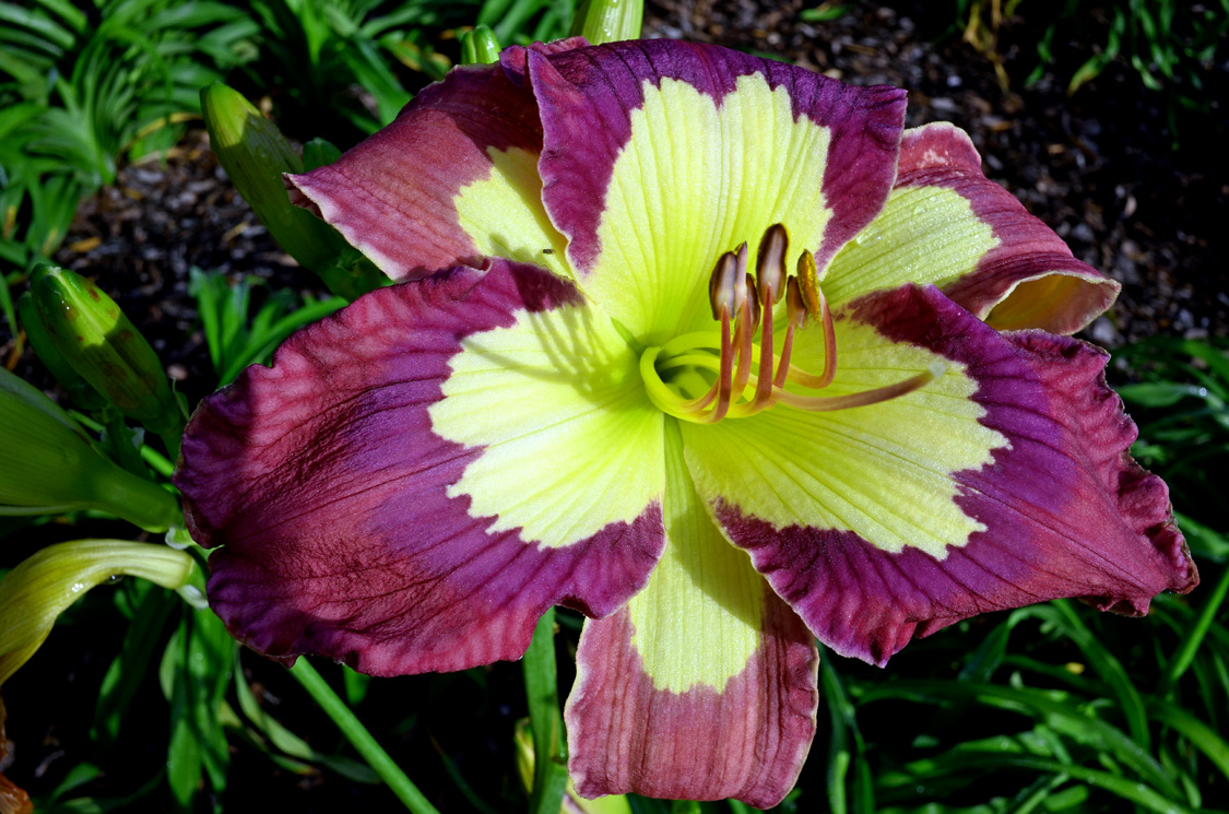 Bragging Rights, Daylily