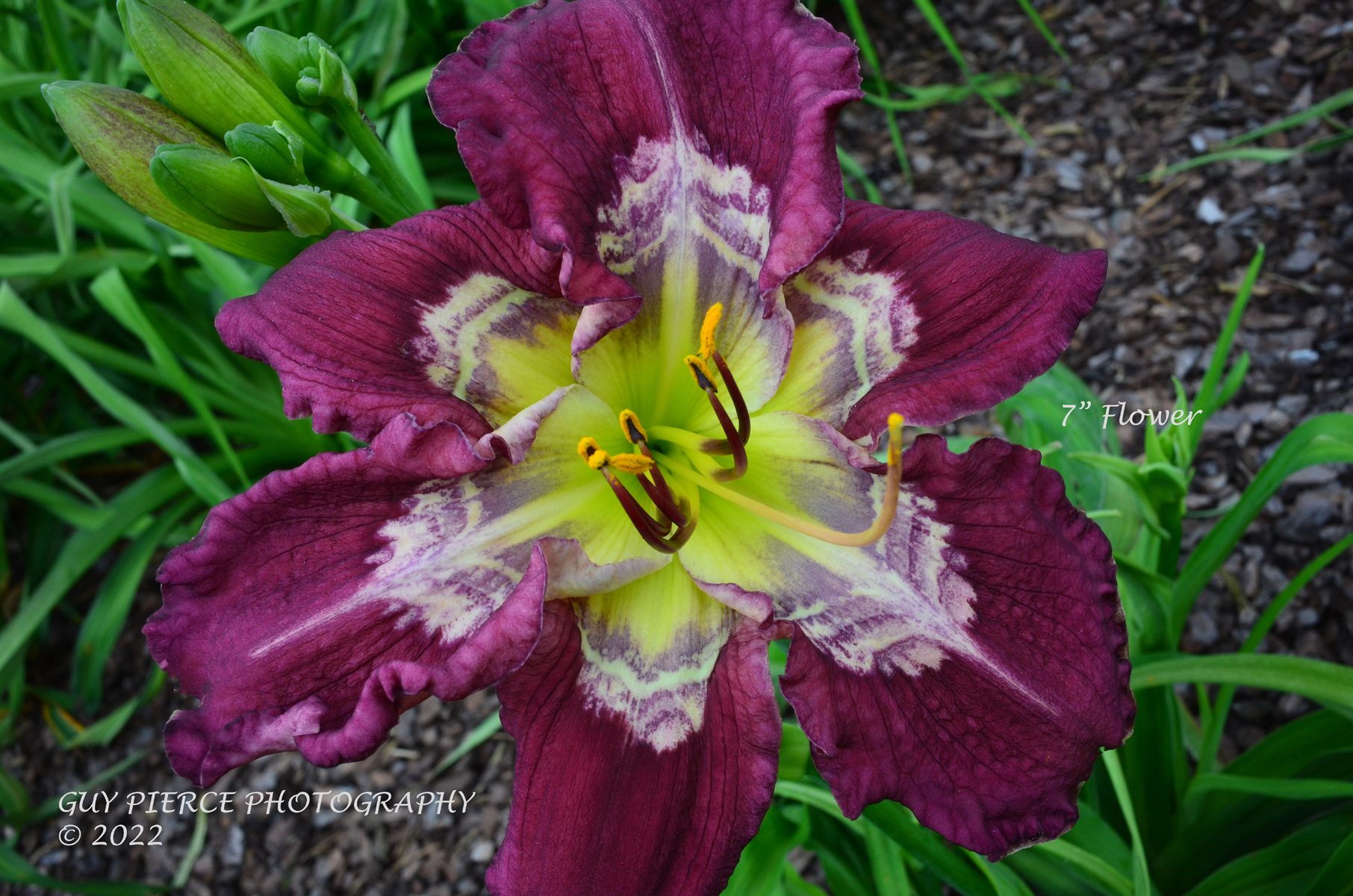 Chevrons Aplenty, Daylily