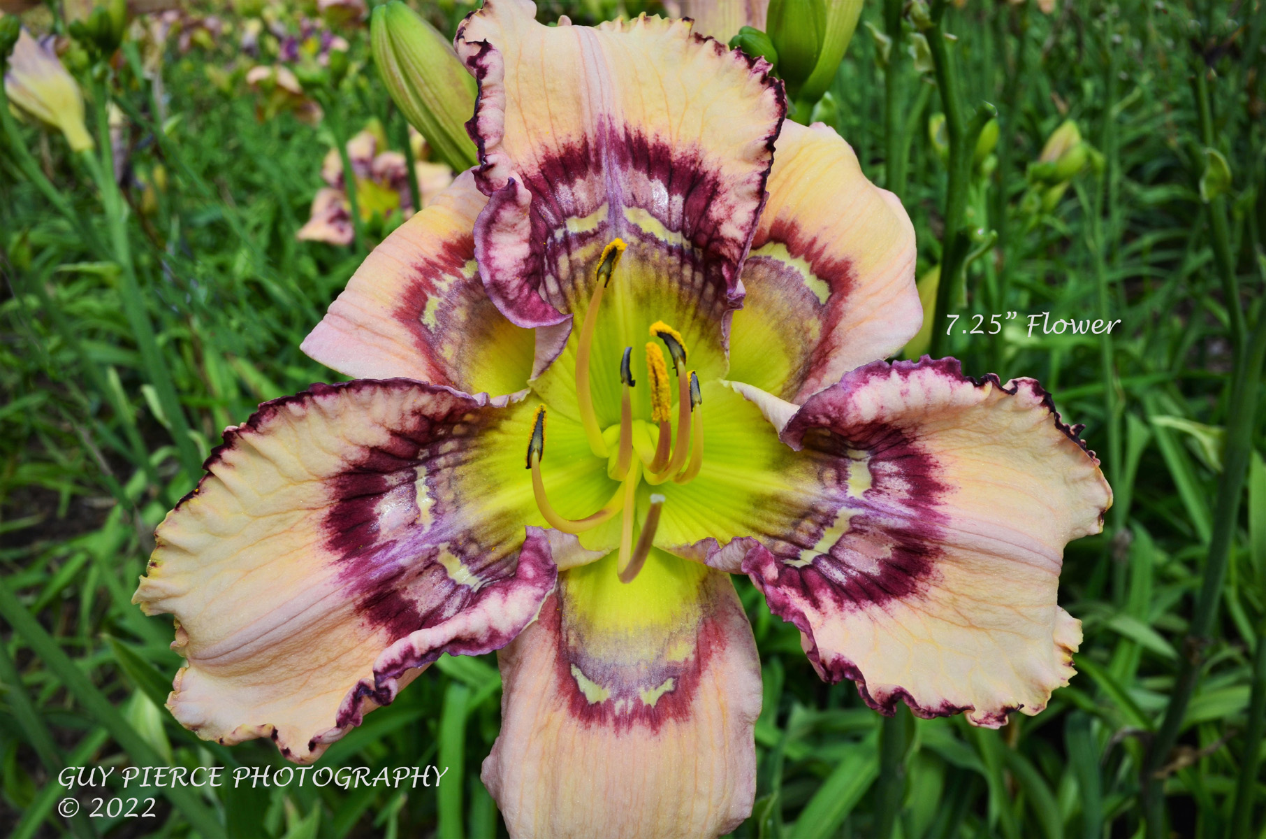 Chrome Effect, Daylily