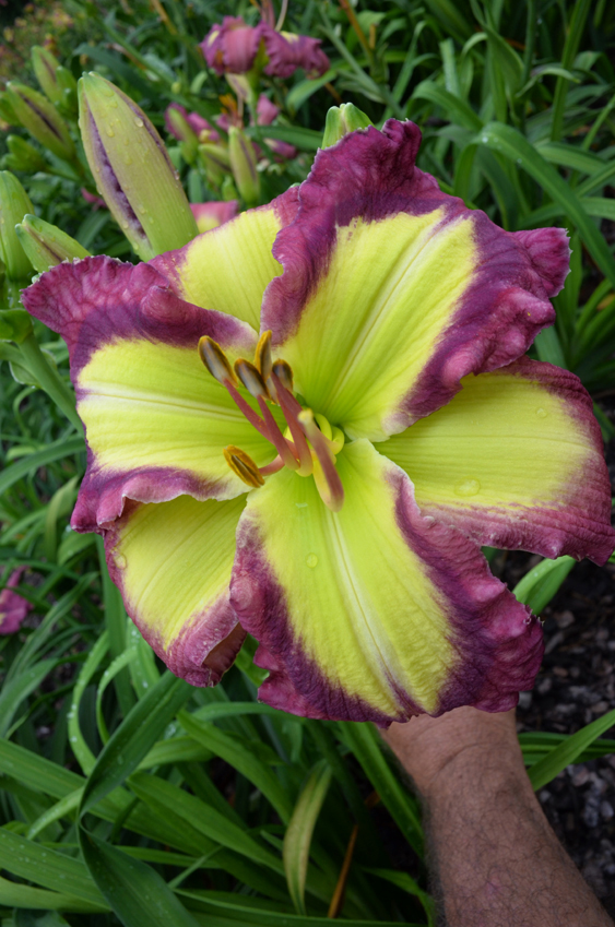Cool Composure Daylily