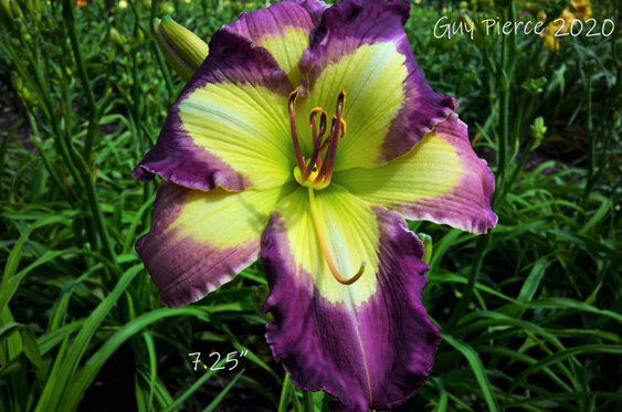 Cool Crystals,  Daylily