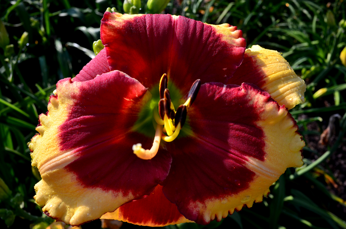 Crimson Sun, Daylily