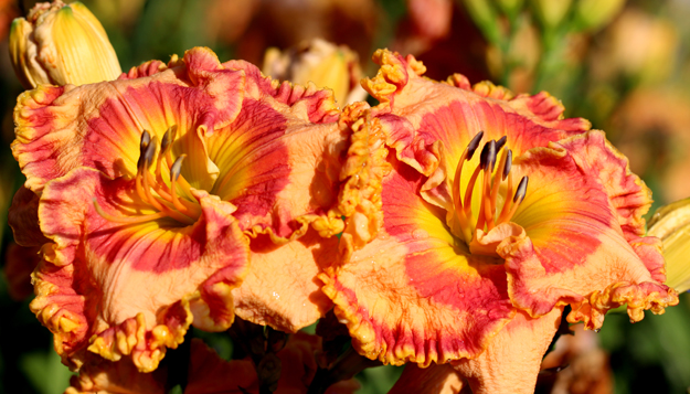 Dancing Jubilee, Daylily
