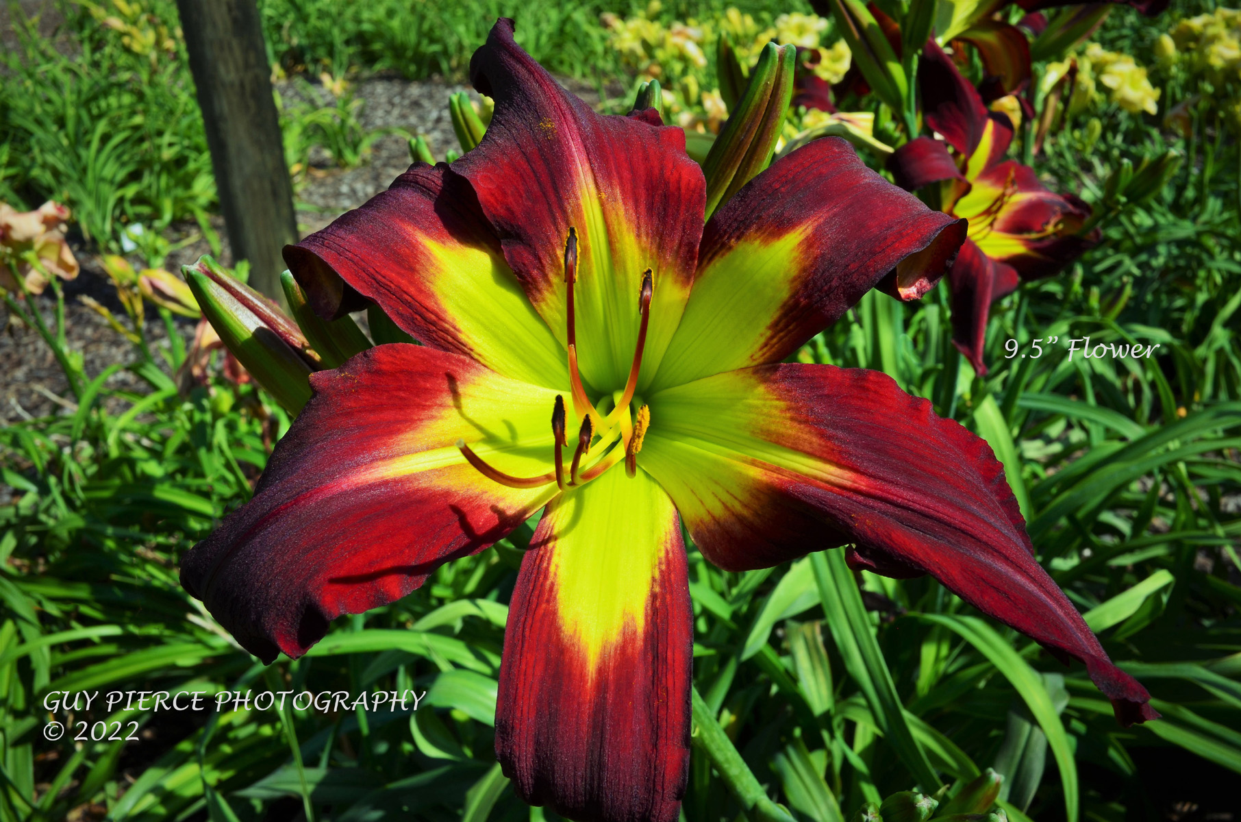 Dark Raven, Daylily