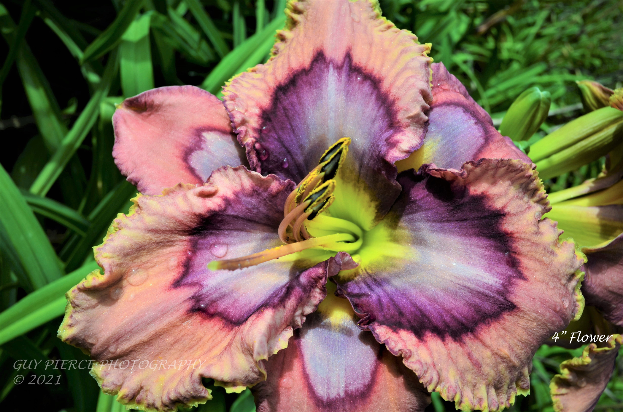 Dazzling Candy, Daylily