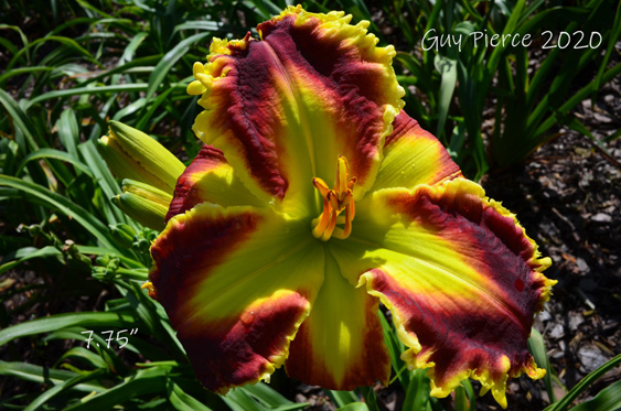 Determined Spirit, Daylily