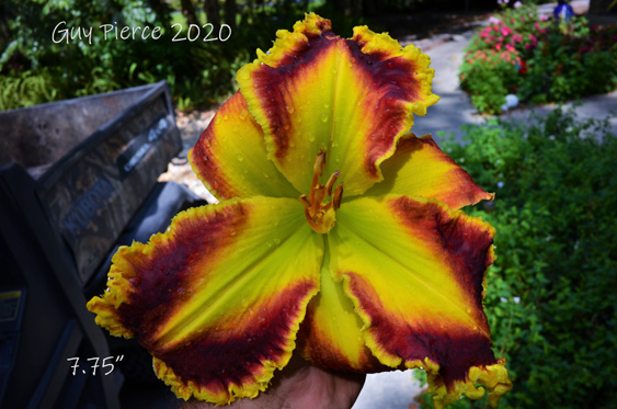 Determined Spirit, Daylily