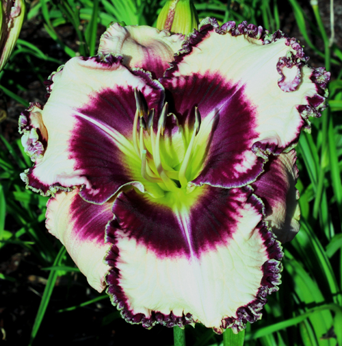 Dynamic Glow, Daylily