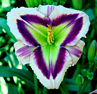 Emerald Prism