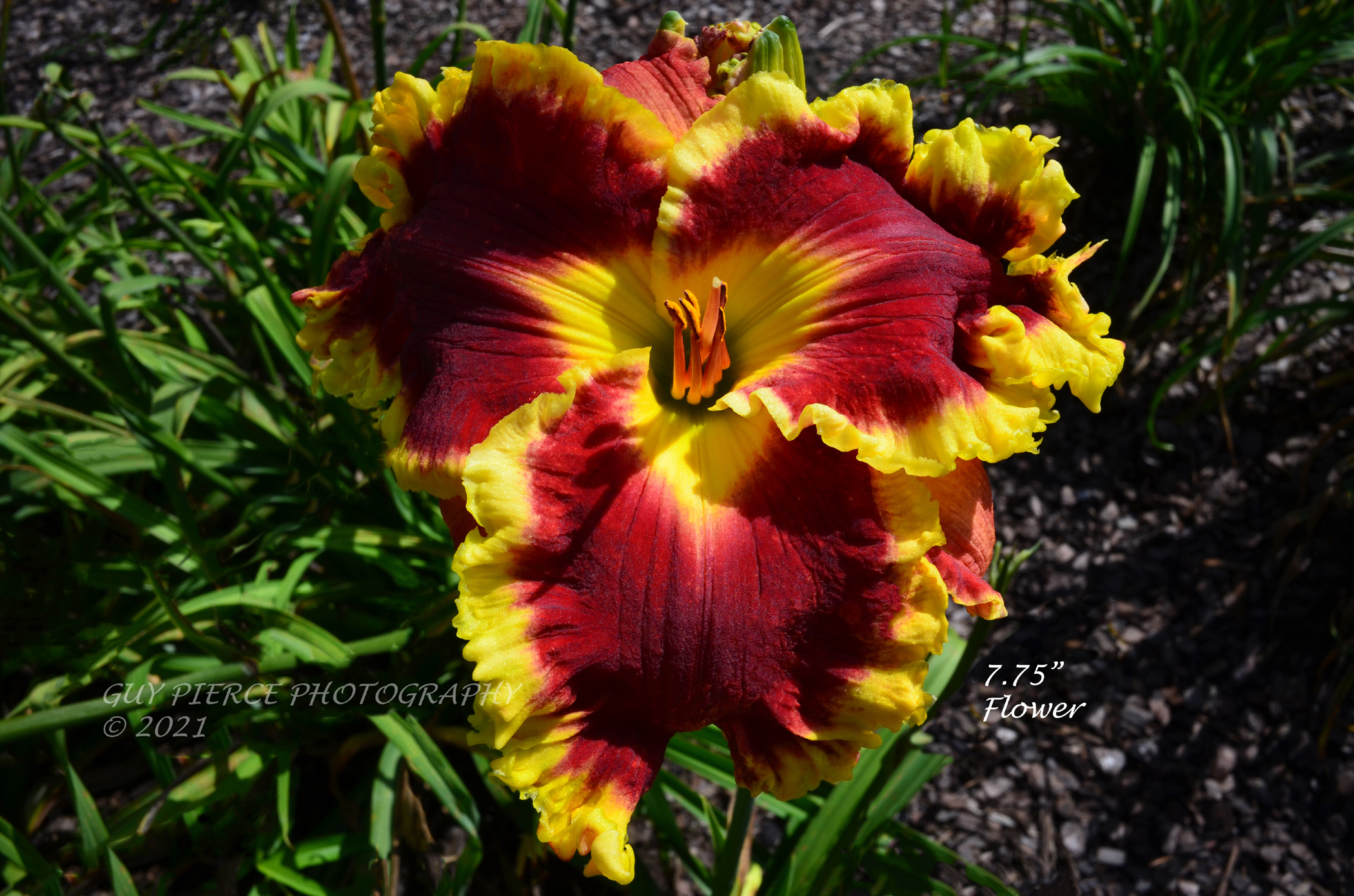 Emperor's Treasure, Daylily