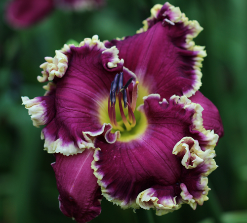 Eula's Choice, Daylily