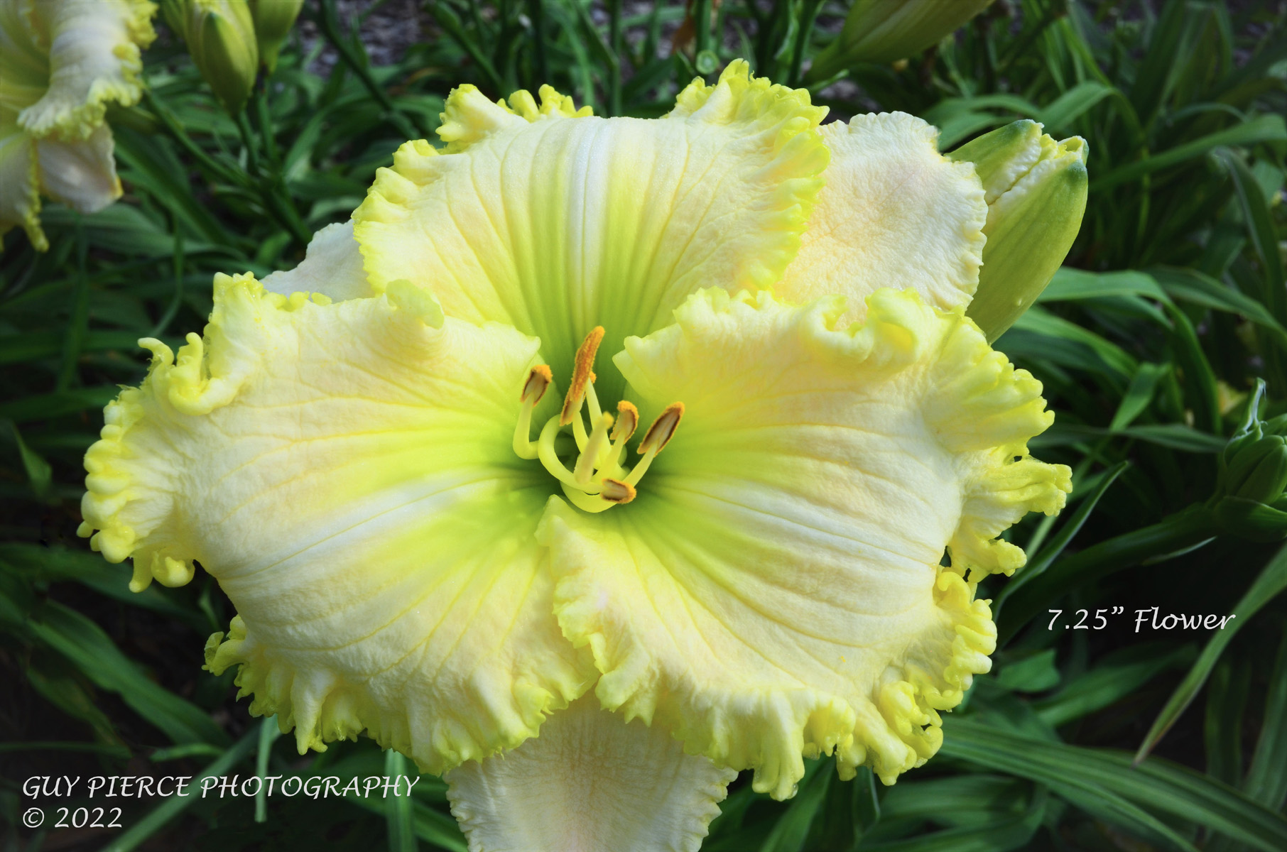 Fresh Glimmers, Daylily