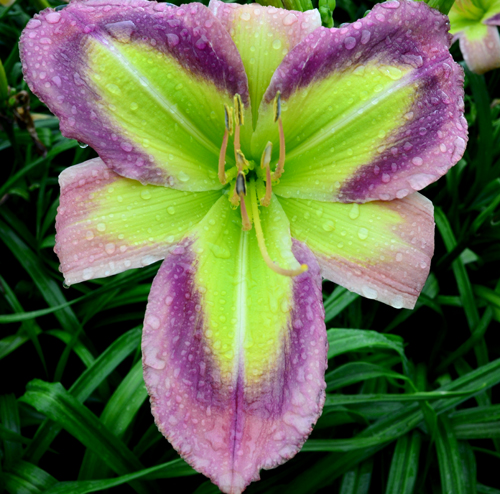 Galactic Green, Daylily