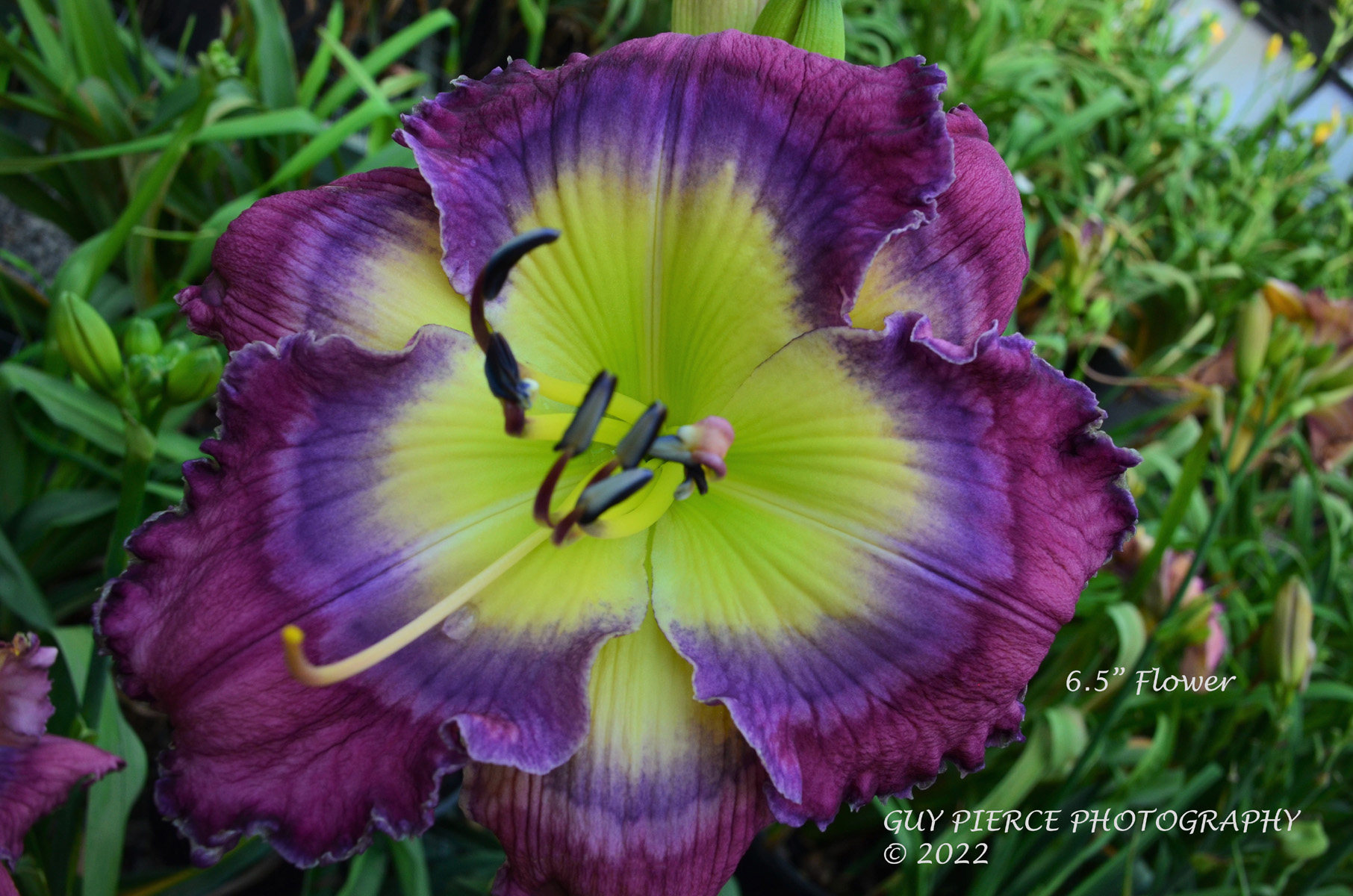 Glowing Orbits, Daylily