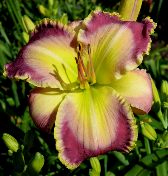 Good Golly, Daylily