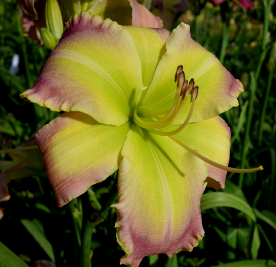 Good Golly Sdlg, Daylily