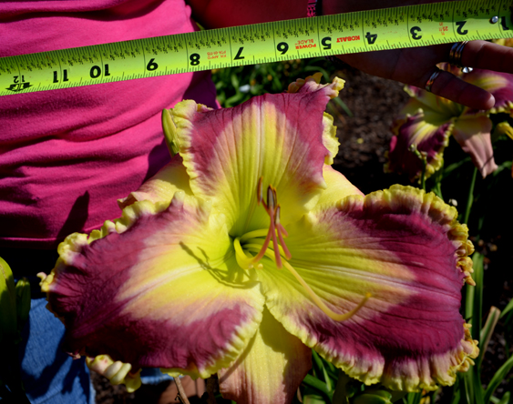 Good Golly Sdlg, Daylily