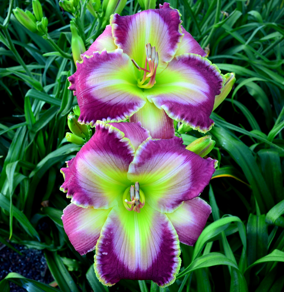 Good Golly, Daylily