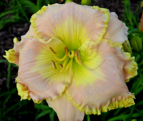 Grand Illuison, Daylily