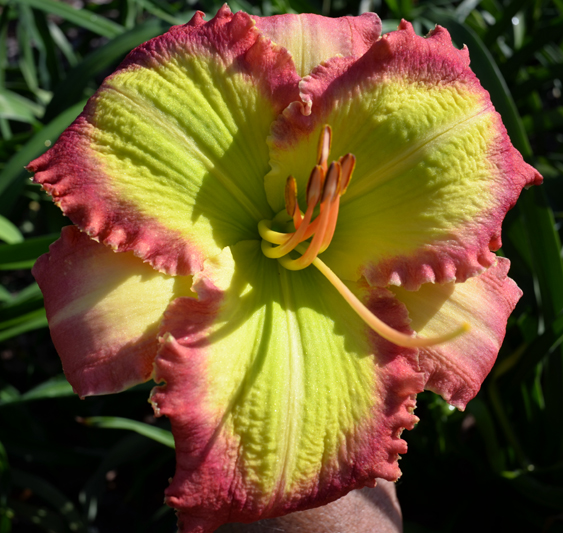 Green Volcano, Daylily