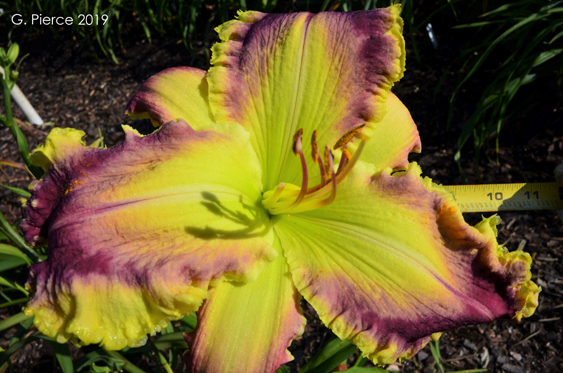 Greenzilla, Daylily