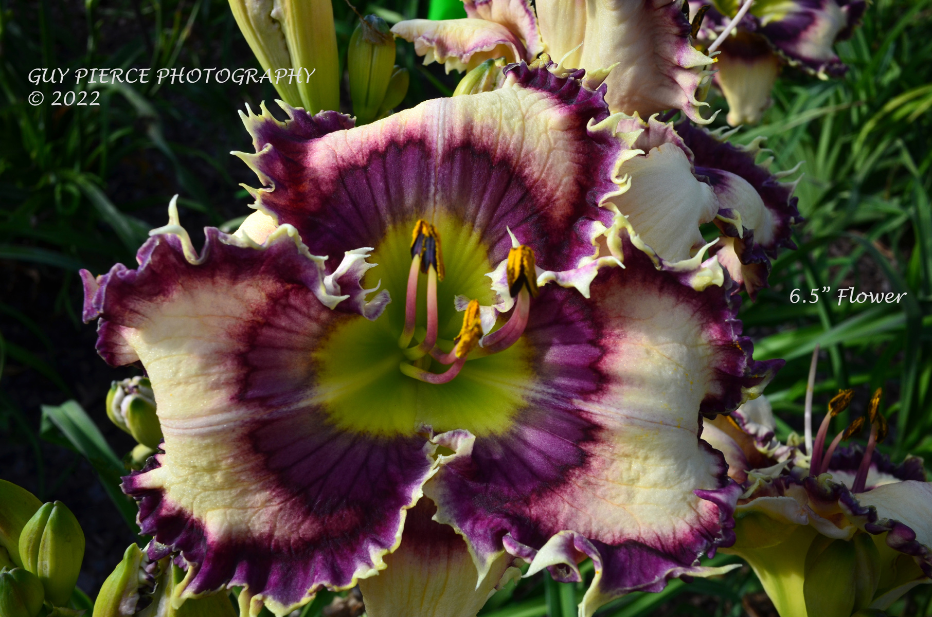 Grovin' In Orbit, Daylily