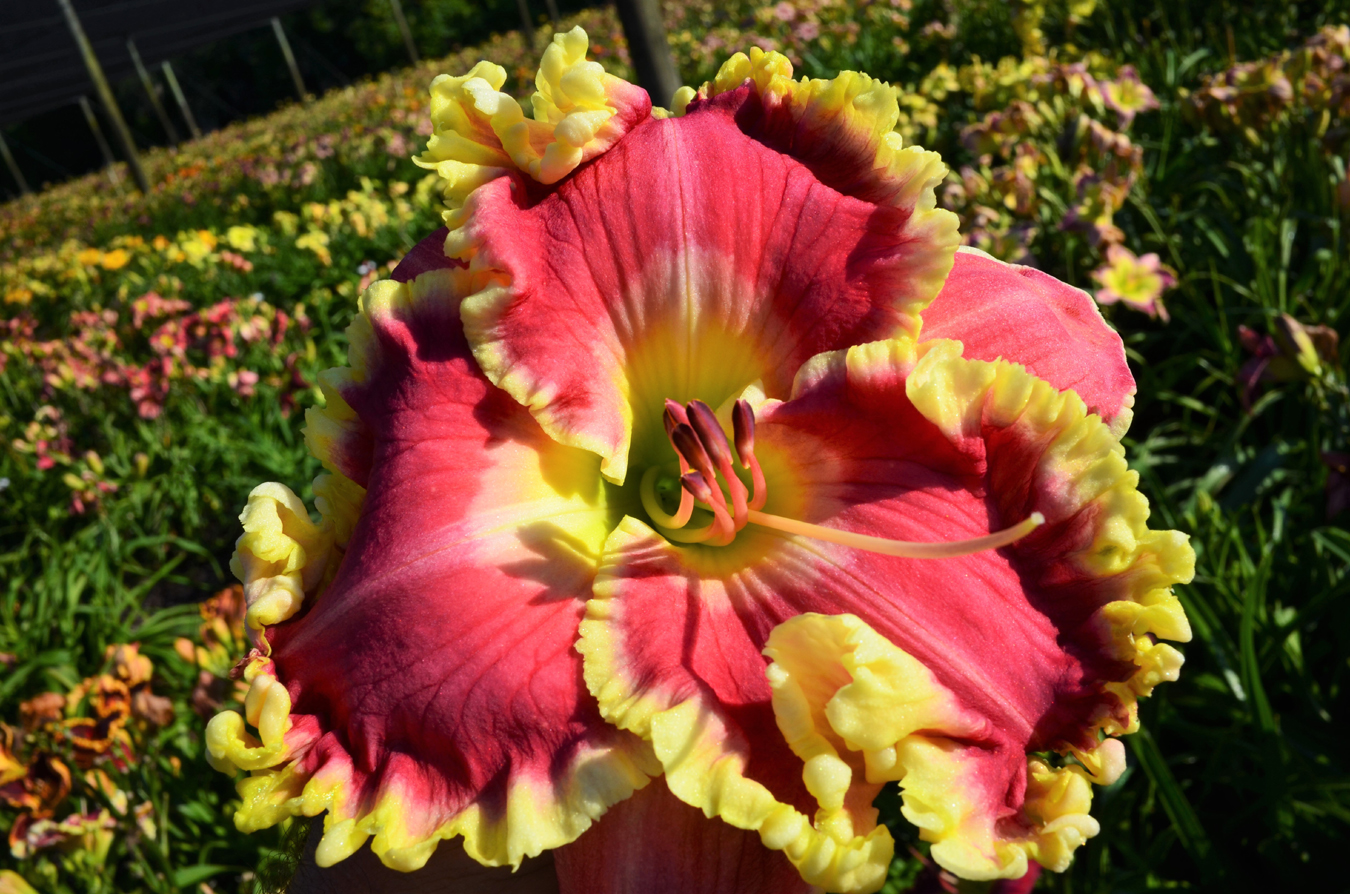 I'm Too Sexy, Daylily