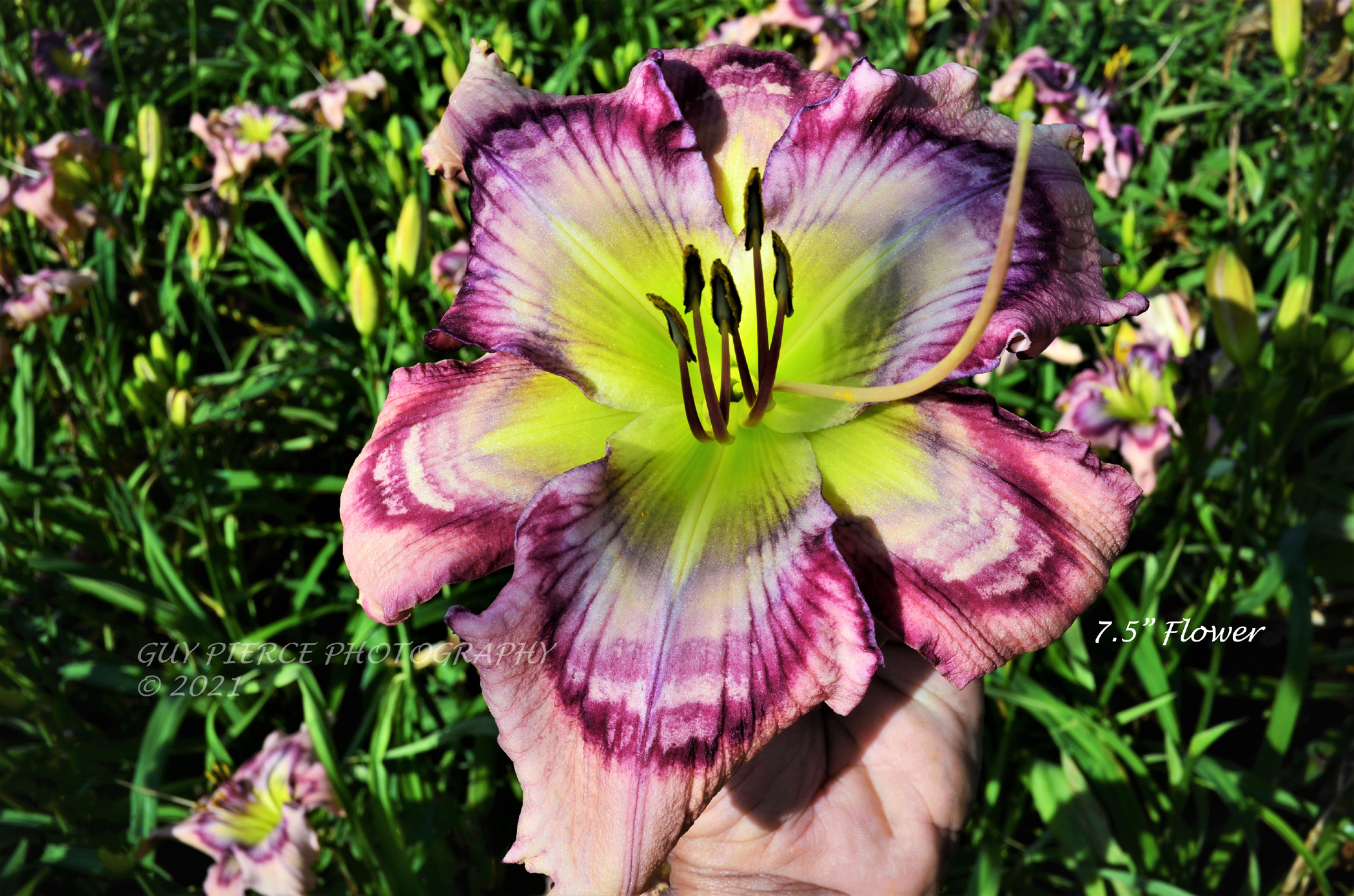 Imprinted Glow, Daylily