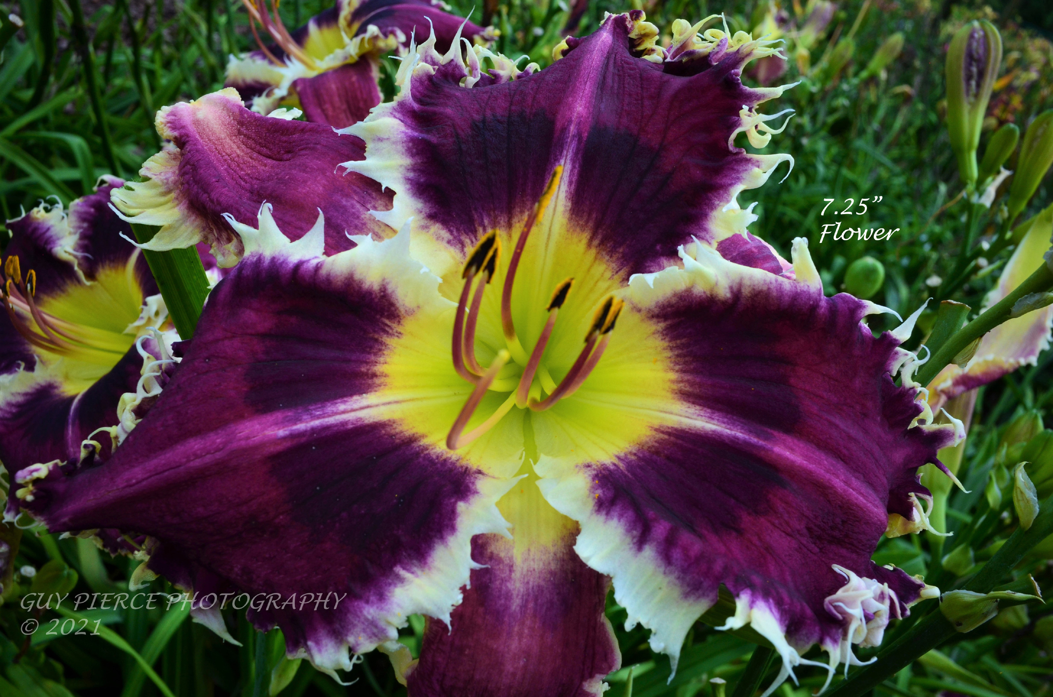 I've Got Flair, Daylily