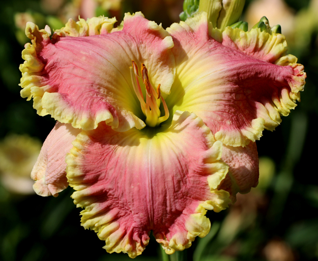Jurassic Pink, Daylily