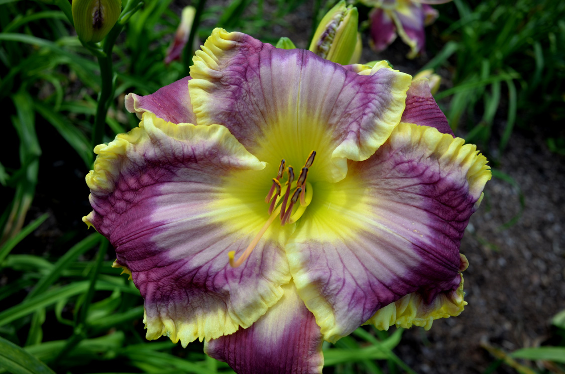 Kindred Jewel, Daylily