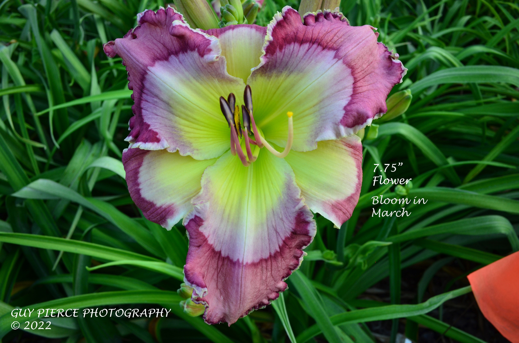 Lauren Kelly, Daylily