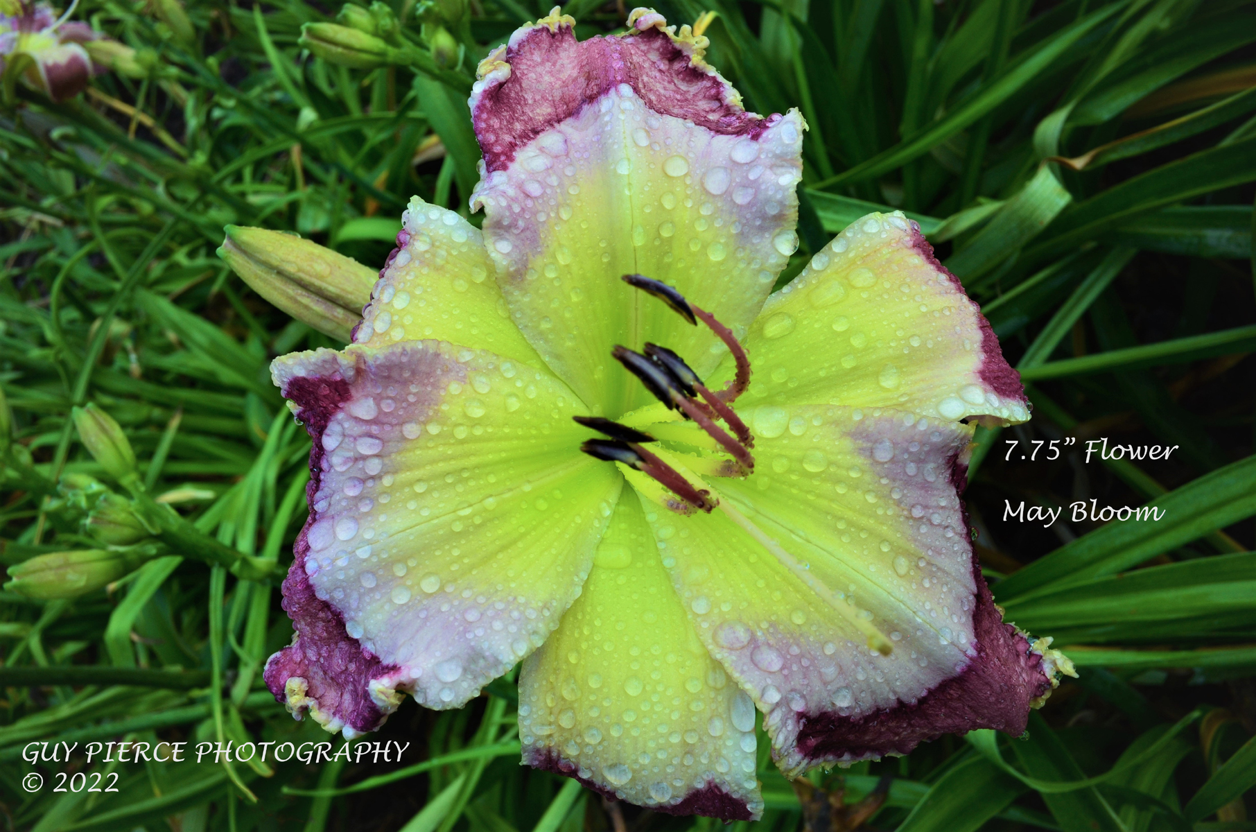 Lauren Kelly, Daylily