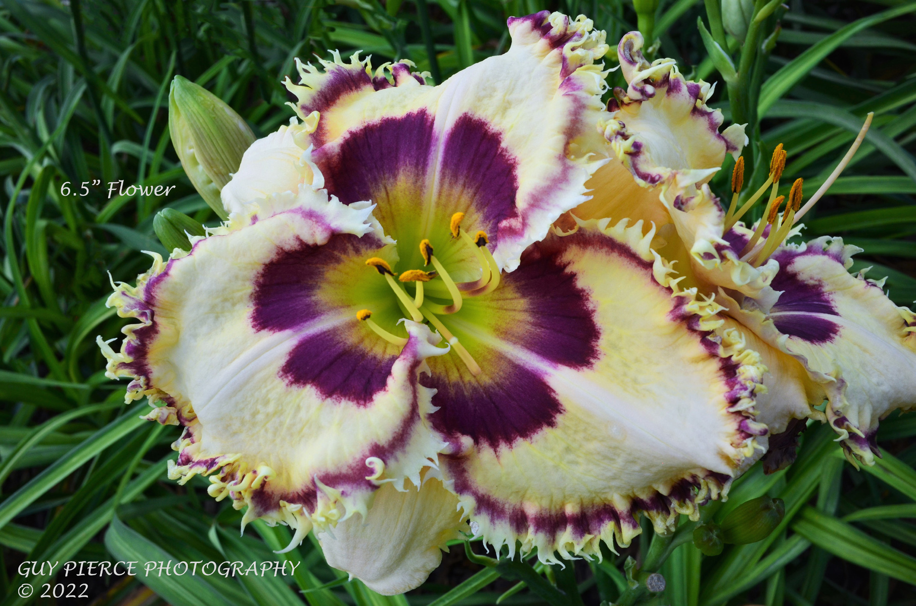 Lion's Claw, Daylily