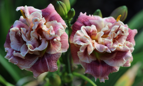 Little Dunkin, Daylily