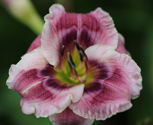 Little Dunkin, Daylily