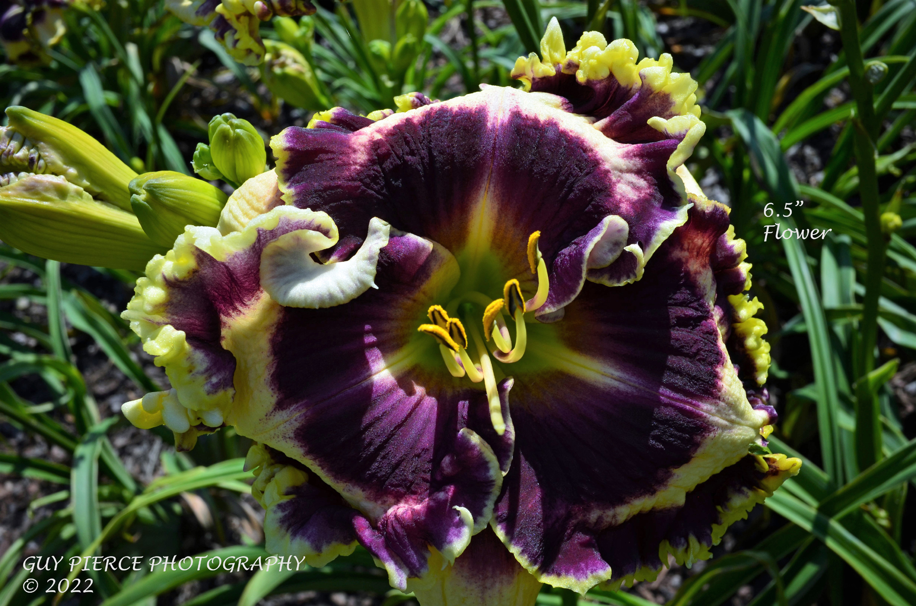 Macho Macho Hem, Daylily