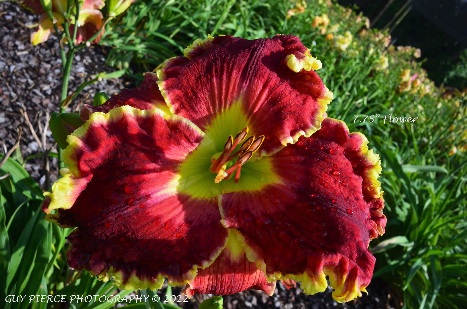 Mammoth Mountain, Daylily