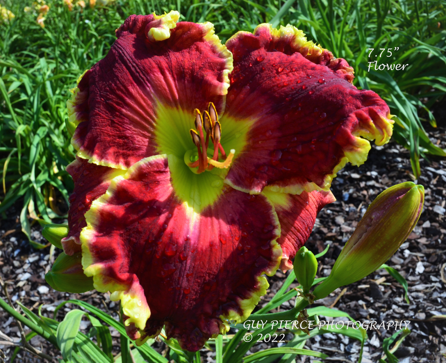 Mammoth Mountain, Daylily