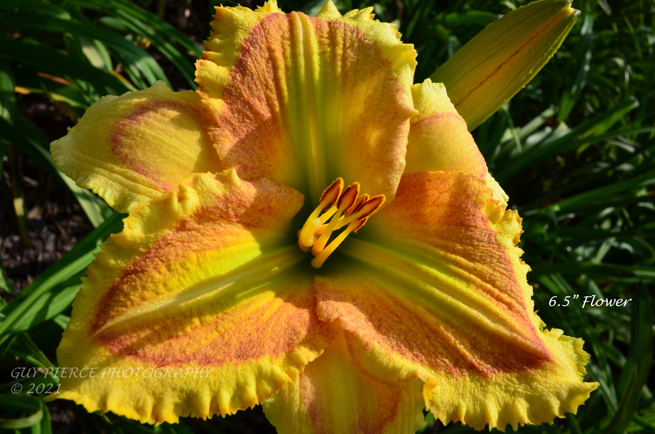 Mystic Wonder, Daylily