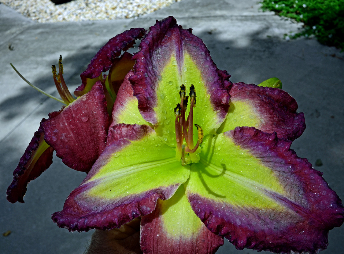 No Words, Daylily