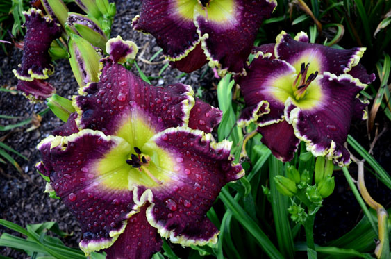Nordic Soul, Daylily