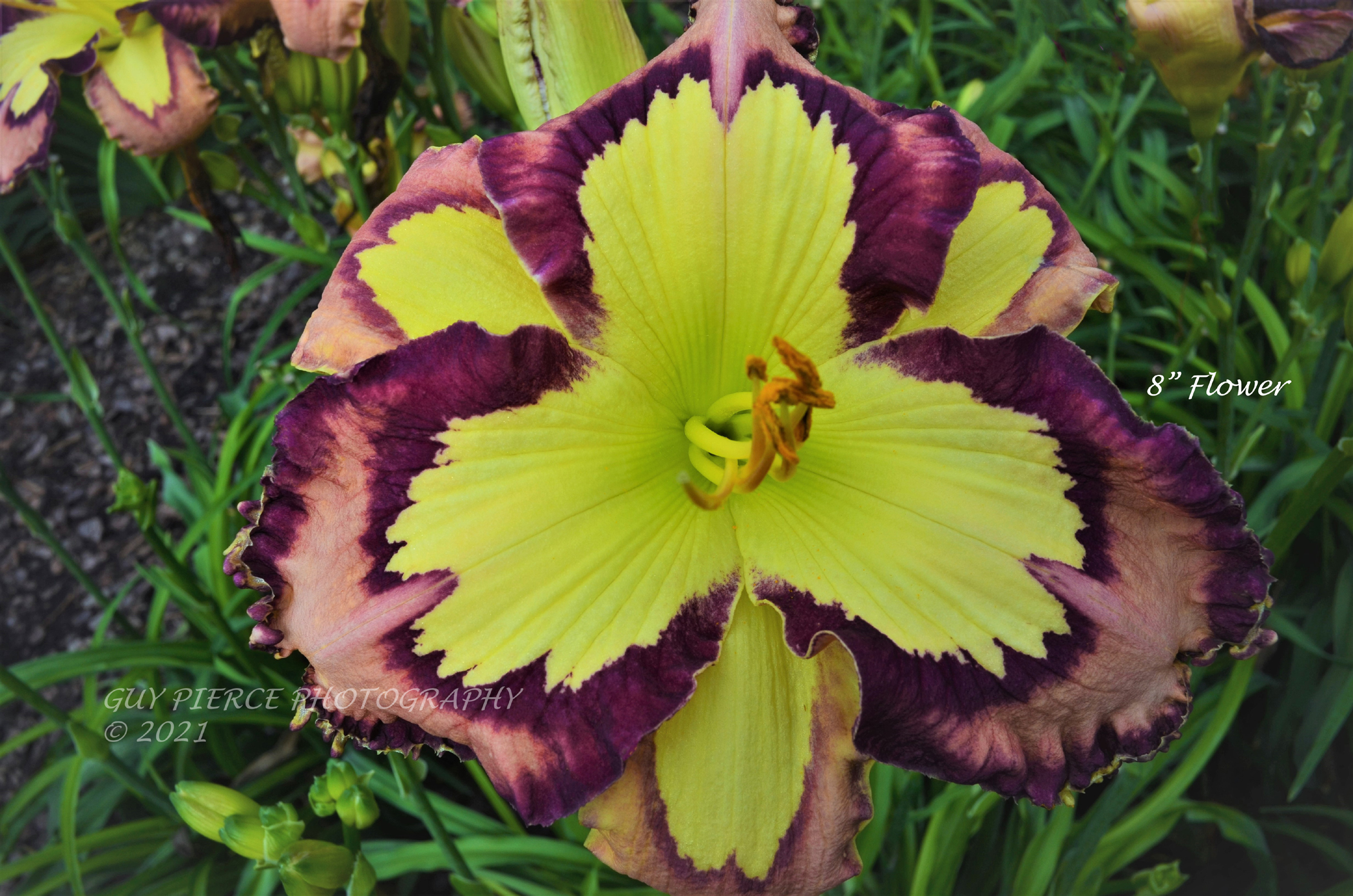 Outermost Applique, Daylily
