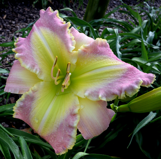 Pistachio Moon, Daylily