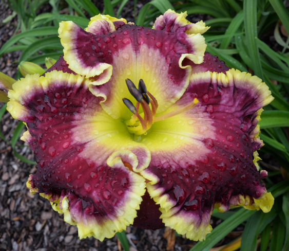 Primo Vino, Daylily