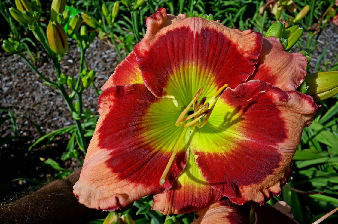 Radiant Red Eyes, Daylily