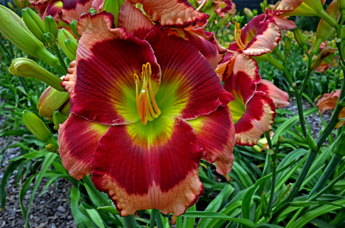 Radiant Red Eyes, Daylily