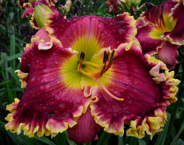 Rambling Red, Daylily